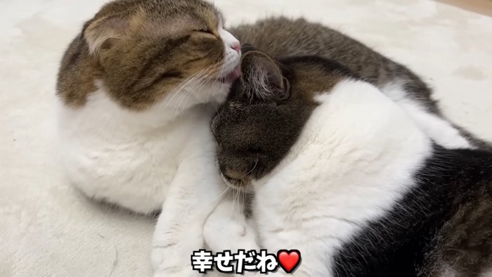 毛づくろいをする2匹の猫