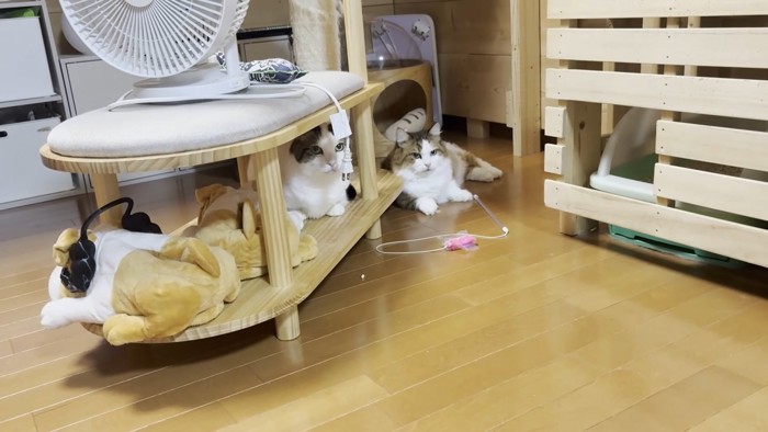 キャットタワーの下に集う2匹の猫ちゃん