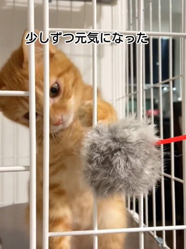 ケージの中にいる子猫