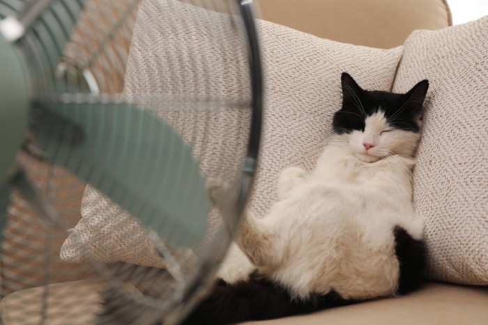扇風機の前で寝ている猫