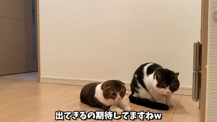 座る2匹の猫