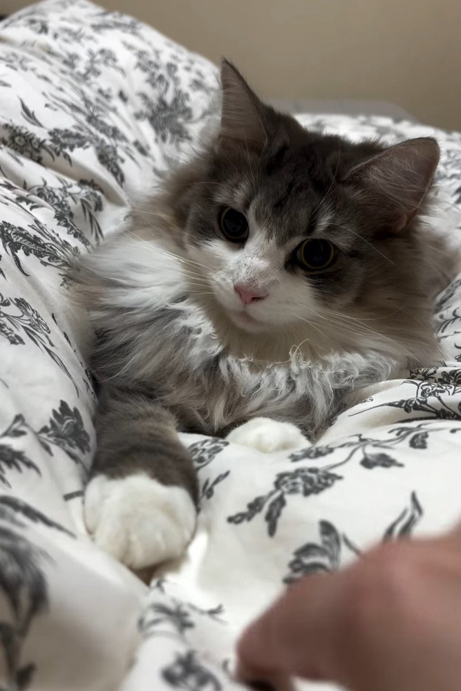 布団の上にいる猫