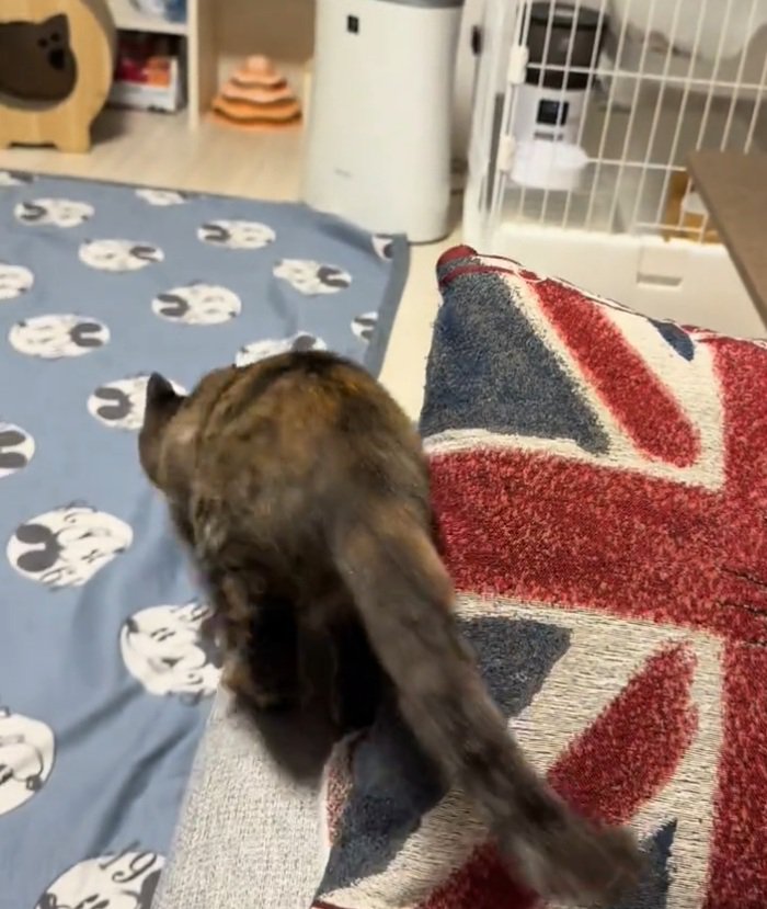 走る猫