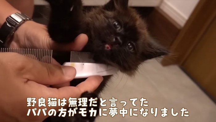 ブラッシング