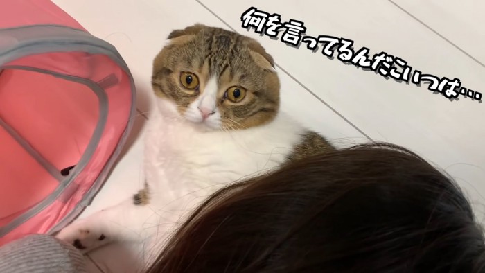 飼い主さんとくっついている猫