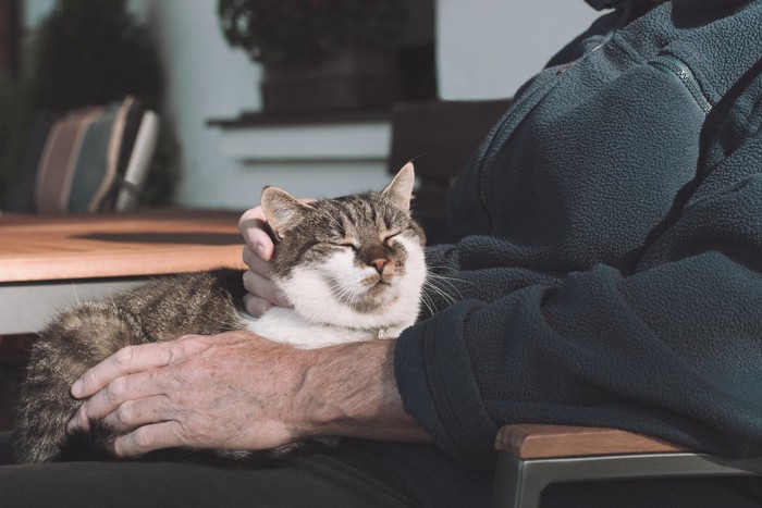 抱かれて安心する猫