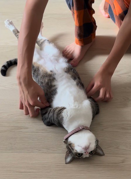 猫の前足を掴んで猫の脇へ移動させる家族