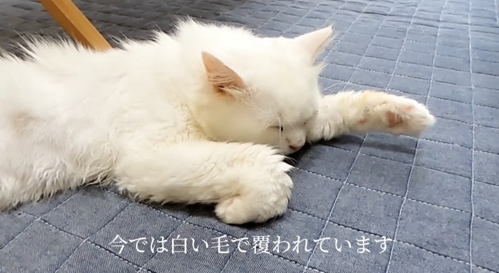 毛が生え揃ってきたシロちゃん