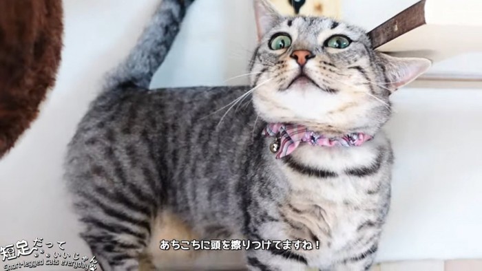 頭を板に擦り付ける猫