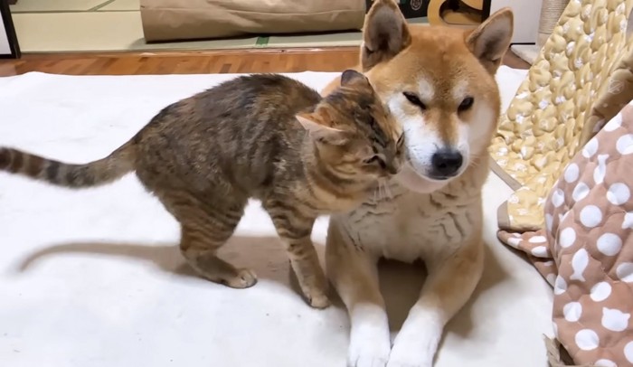 柴犬に顔を擦り付ける猫