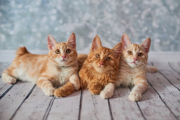 並んでくつろぐ3匹のアメリカンボブテイルの子猫