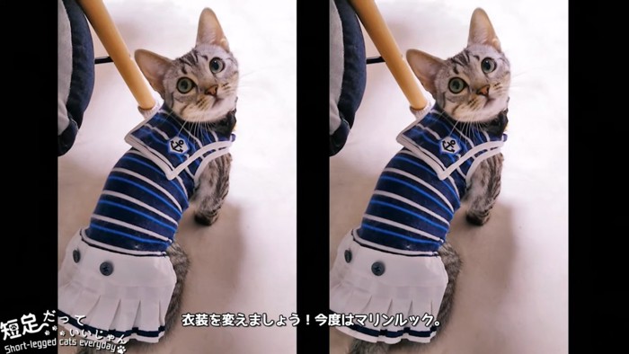 青い服を来た猫