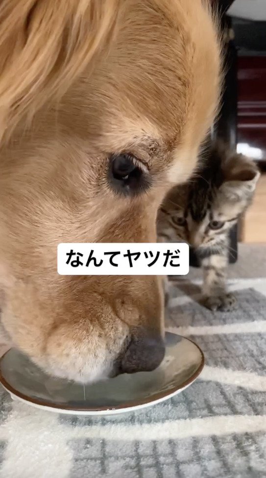 水をガブガブ飲んでしまう犬