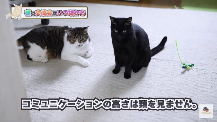 キジシロと黒猫