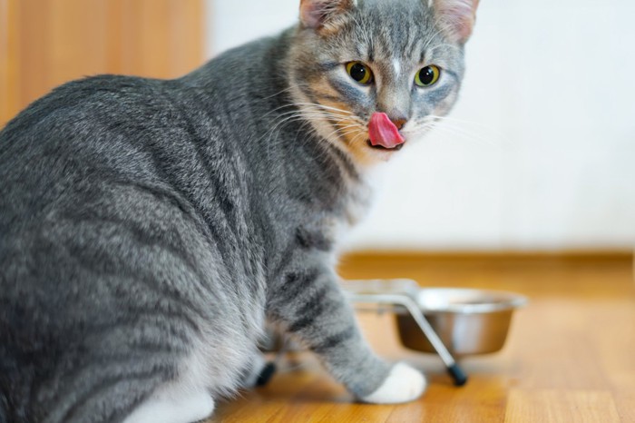 食後の猫