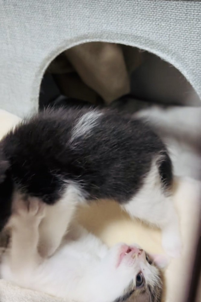 じゃれ合う2匹の子猫