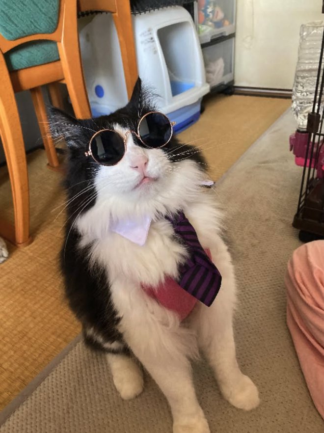 サングラスをかけた猫