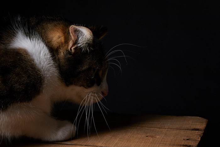 くらい場所にいる猫の横顔