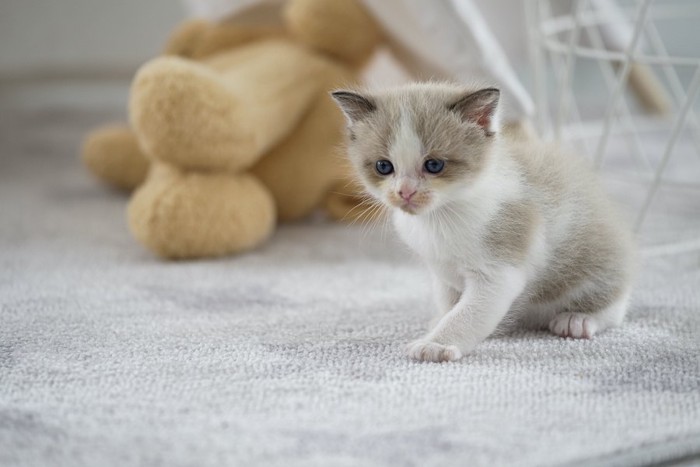 カーペットの上に座る子猫