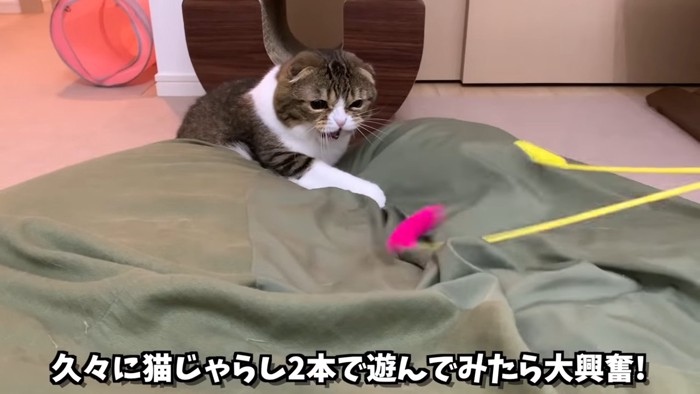 2本の猫じゃらしで遊ぶ猫