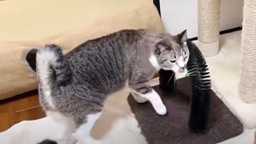 ブラシにすりすりする猫