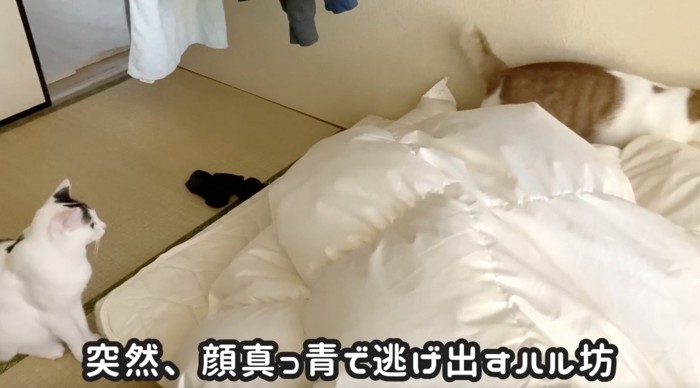 布団のそばから急いで逃げる猫