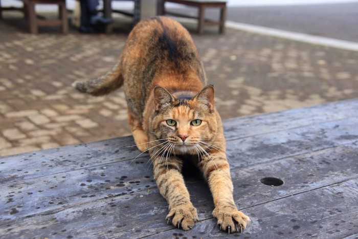 伸びをしてこちらを見る猫