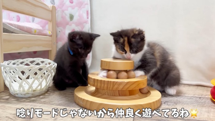 おもちゃで遊ぶ子猫