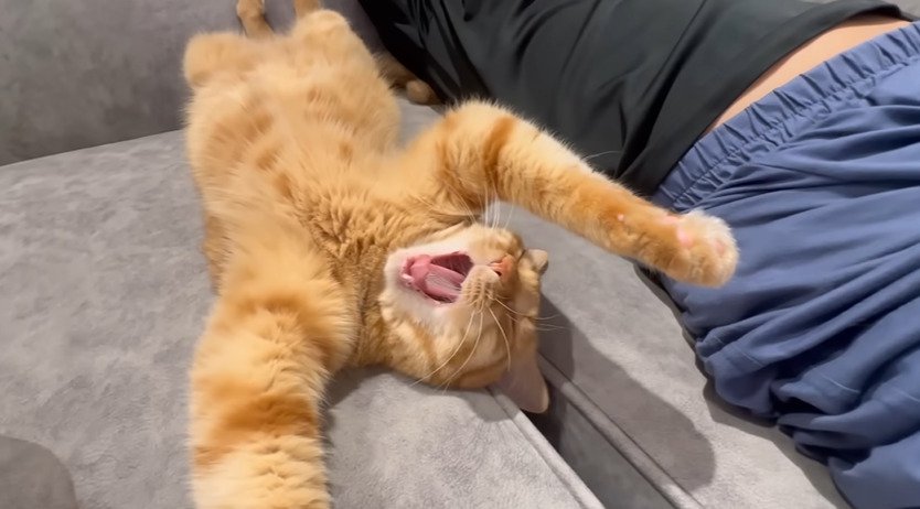 あくびする猫