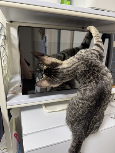 電子レンジとくぅちゃん