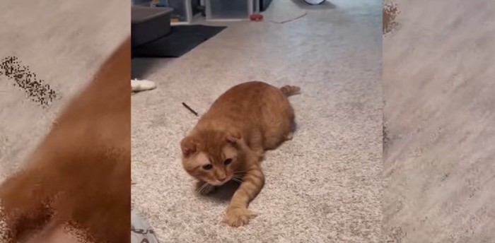 床に伏せる猫