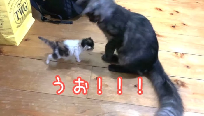 うお！！の文字と猫