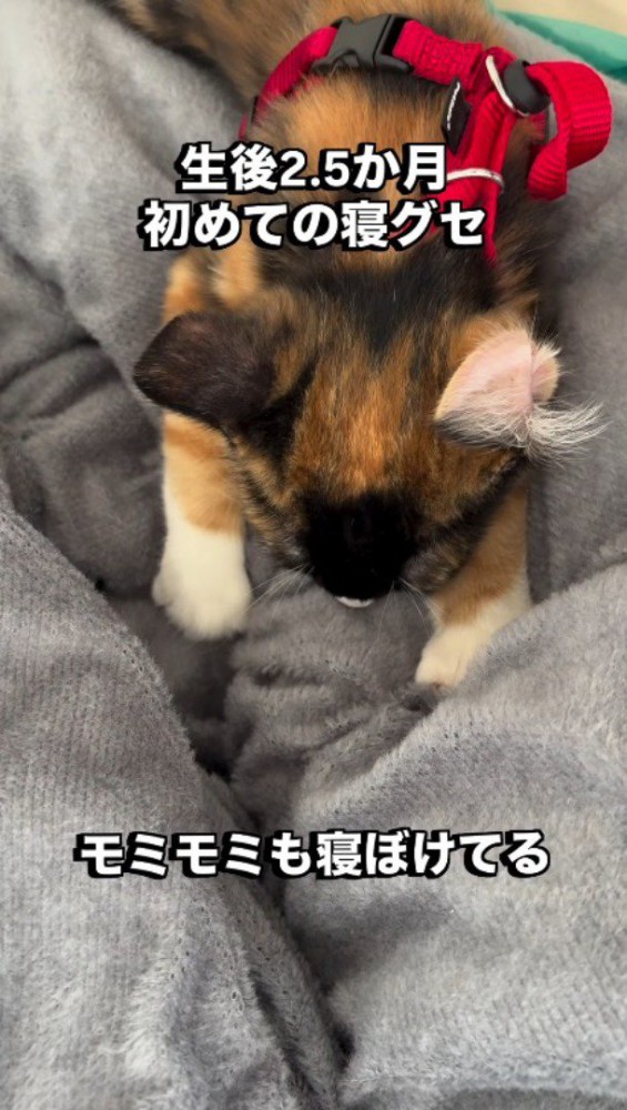 タオルケットを前足で揉む子猫