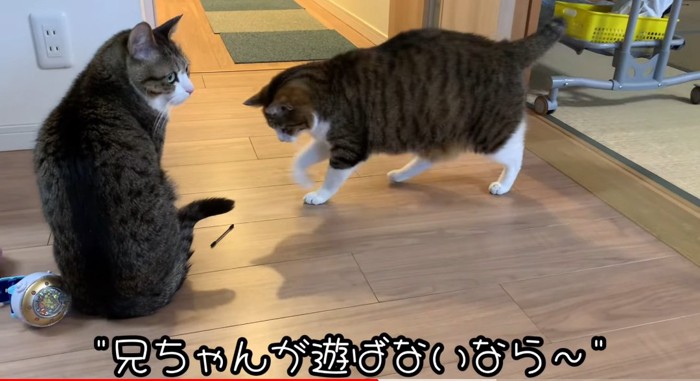 向かい合う猫