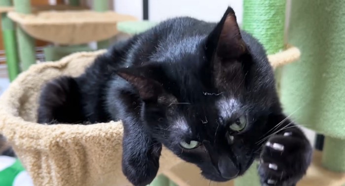 ハンモックにいる黒猫