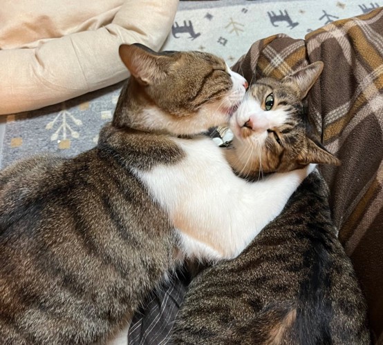 毛繕いする猫
