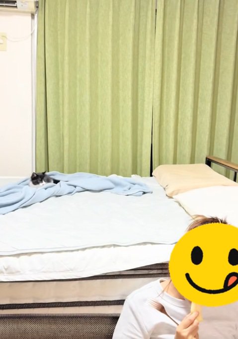 ベッドの上で飼い主さんの髪をねらう子猫と飼い主