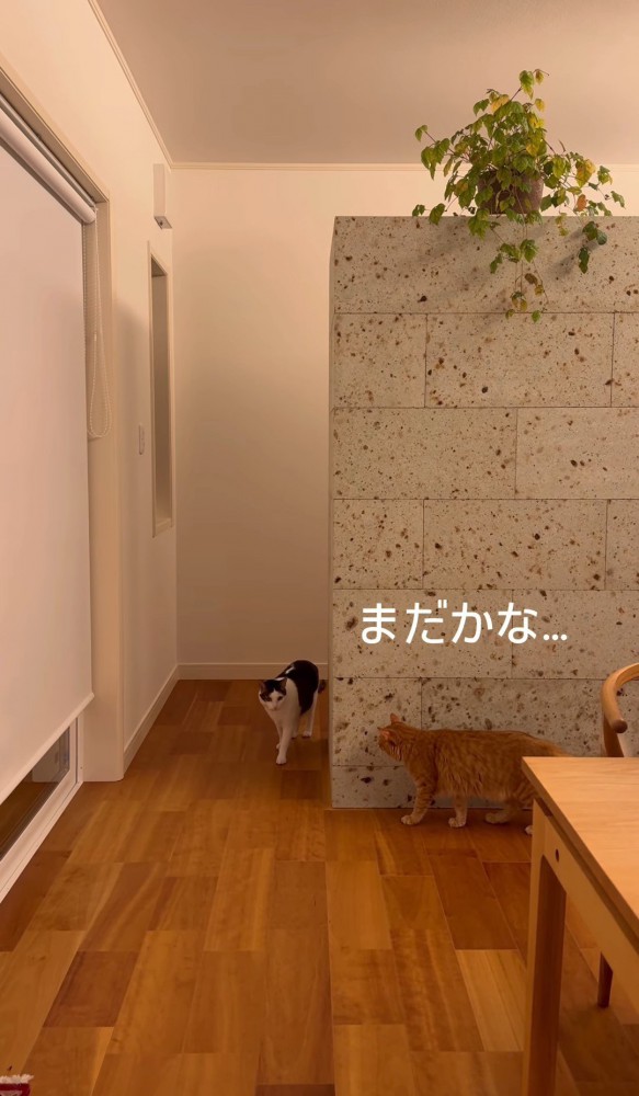 壁に隠れる猫と歩いてくる猫3