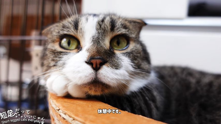 前足を枕にしている猫