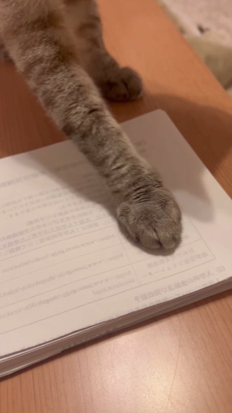 虫の絵の上に前足を乗せる猫