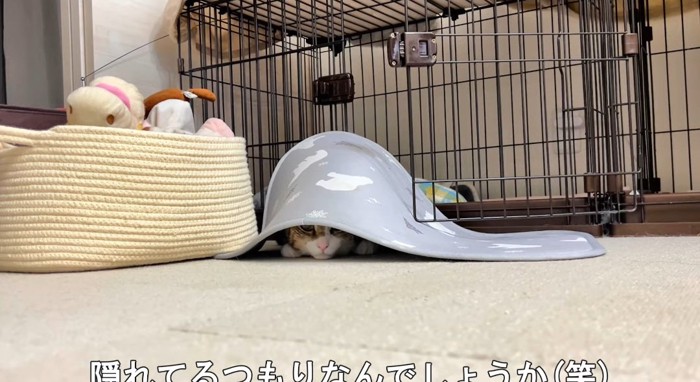 隠れる猫