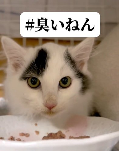 餌の前で正面を見る猫