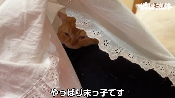 割烹着の中にいる猫