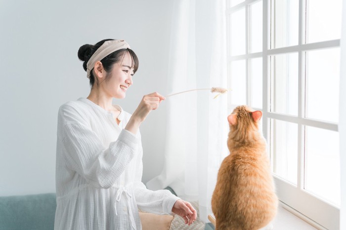 猫じゃらしで遊ぶ猫と女性