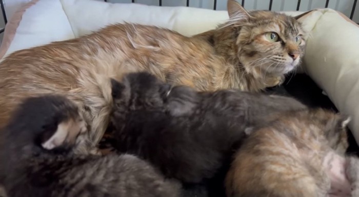 母猫と子ども達