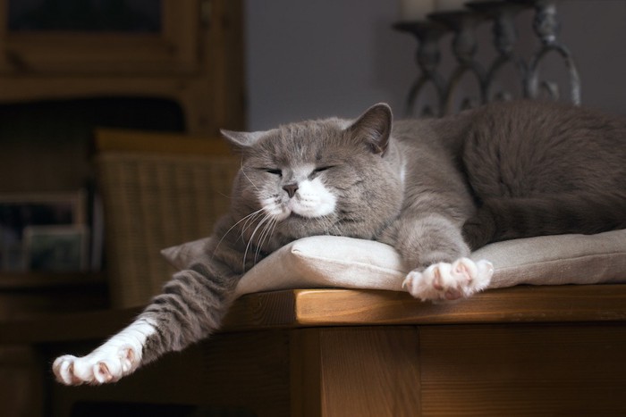 椅子の上でくつろぐ猫