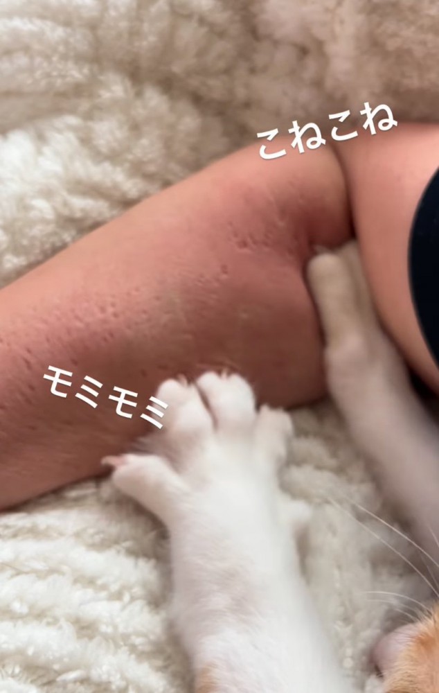 両前足でコネコネする猫