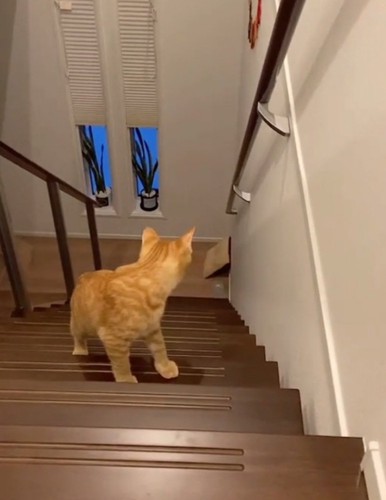 クッションを見つめる猫