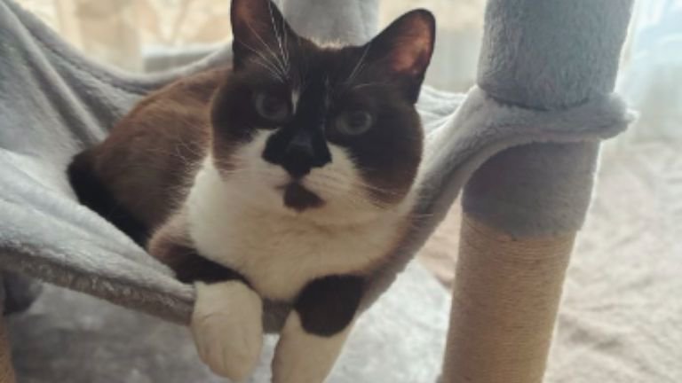 室内にいる猫