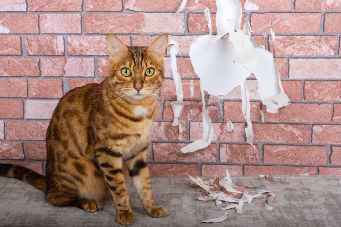 破れた壁紙と猫の2ショット